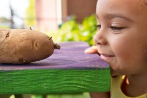child looking at potato