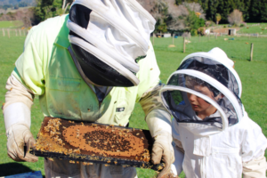 boy and adult in bee protection suits looking at honeycomb
