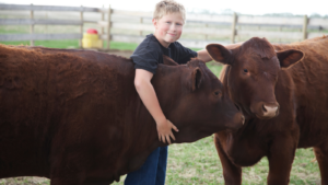 boy with two cows