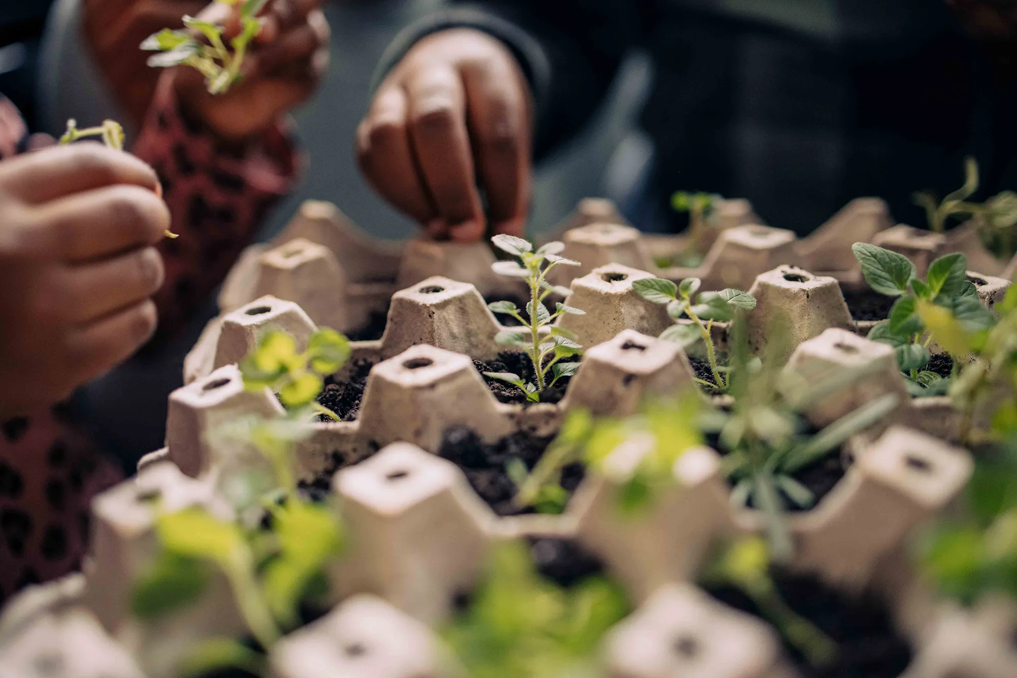 2024 Earth Day and Beyond: Activating Earth Stewardship in New Ways