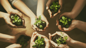 A group of diverse hands holding small piles of soil with green seedlings, gathered in a circle, symbolizing growth, unity, and environmental care.