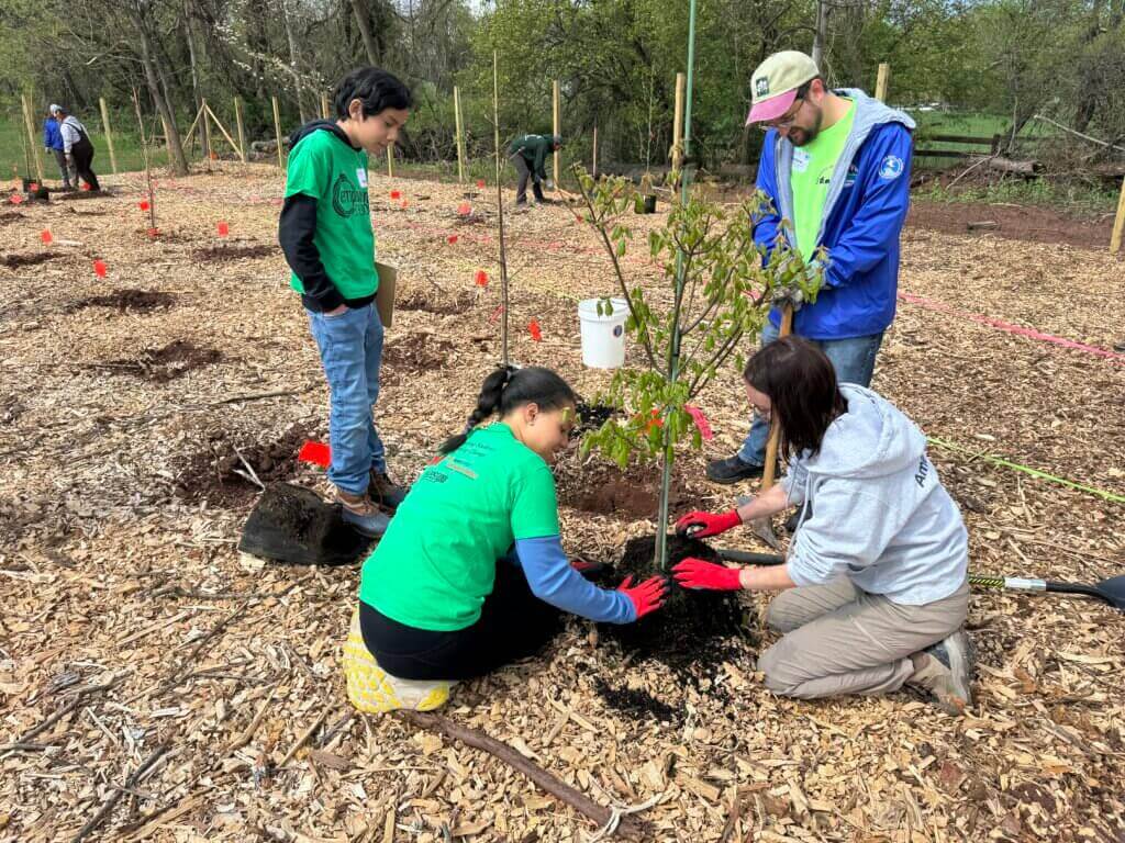 Four people wearing gloves and casual clothes work together to plant a small tree in a mulched outdoor area, as part of the Nature Prize Challenge, with tools and stakes visible around them.