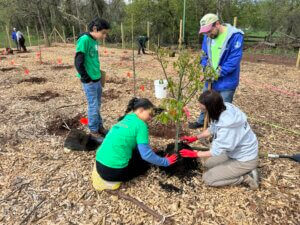 Four people wearing gloves and casual clothes work together to plant a small tree in a mulched outdoor area, as part of the Nature Prize Challenge, with tools and stakes visible around them.